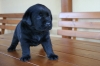 Pui Labrador Retriever Negru