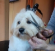 Oddy cosmeticÄƒ canina